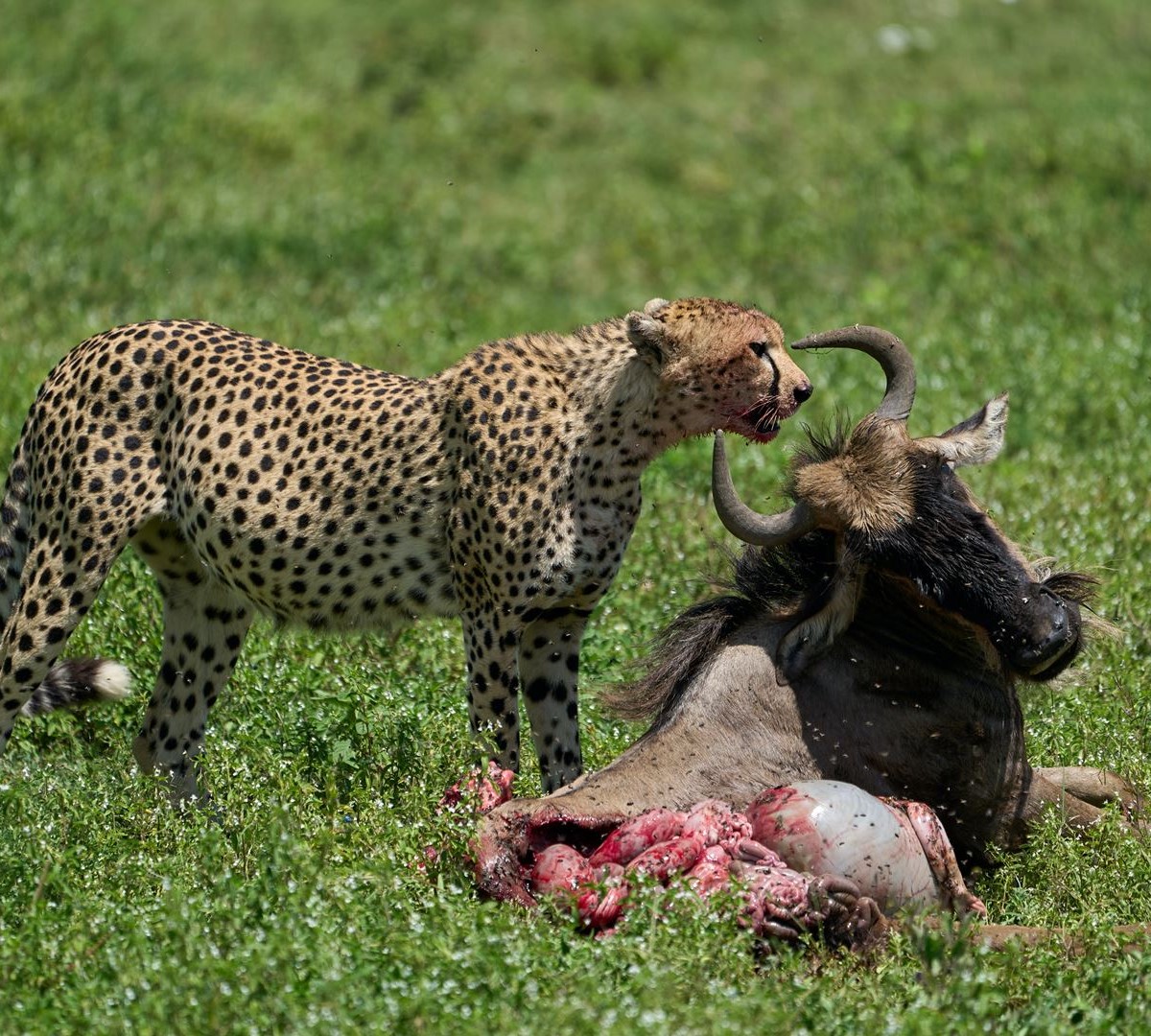 How to Spot Leopards in the Wild